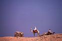 WT 1600 229-39 Egypt